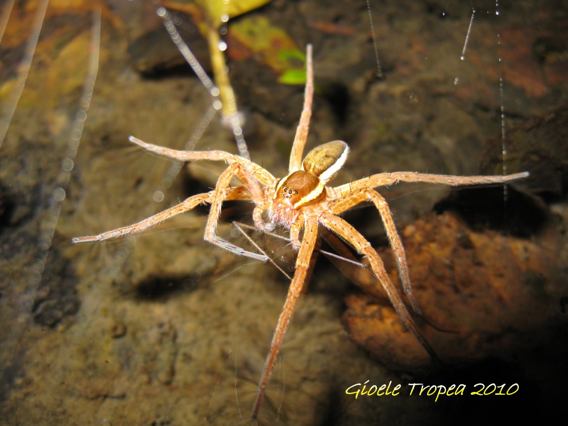 Dolomedes frimbriatus ?